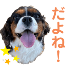 [LINEスタンプ] あおさんち！