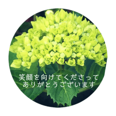 [LINEスタンプ] 紫陽花の言葉