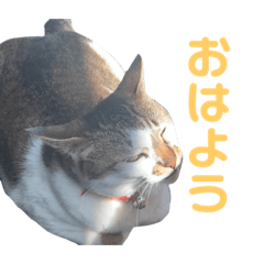 [LINEスタンプ] うちのちゅぴ