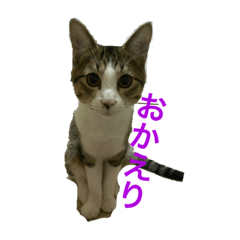 [LINEスタンプ] ポムの気