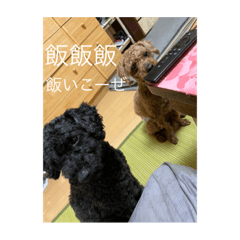 [LINEスタンプ] みぃーーちゃんこここ