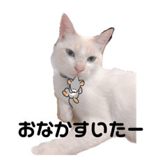 [LINEスタンプ] しろねこラテ