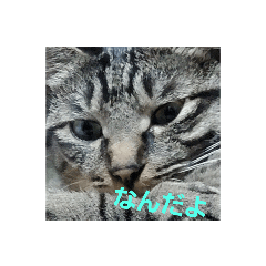 [LINEスタンプ] ウチのねこタチ