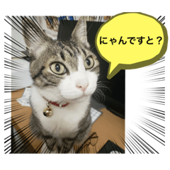 [LINEスタンプ] キジシロ猫☆すじおくん☆3