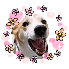 [LINEスタンプ] イヌ くぅ