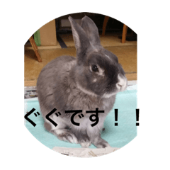 [LINEスタンプ] ググちゃん(グレーのうさぎ)