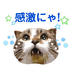 [LINEスタンプ] 面白かわいいネコ！短足だってイイじゃん♪