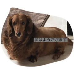 [LINEスタンプ] 動物物語実写版1