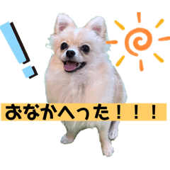 [LINEスタンプ] 琥珀のスタンプ！！！