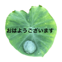 [LINEスタンプ] 懸命に生きるお花たち