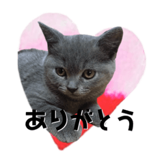 [LINEスタンプ] にゃんこの『たま＆こたま』