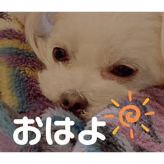 [LINEスタンプ] 我が家の くぅちゃん
