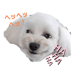 [LINEスタンプ] 愛犬だいずの日常スタンプ