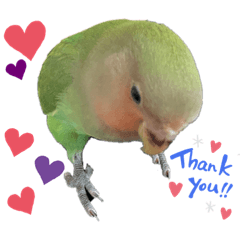 [LINEスタンプ] コザクラインコのくりんちゃん