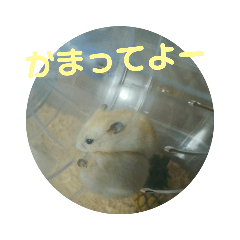 [LINEスタンプ] 3匹のハムスター