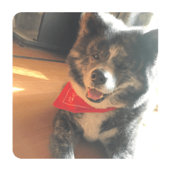 [LINEスタンプ] かわいい秋田犬たち（ヒナ・まっち）
