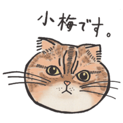 [LINEスタンプ] スコティッシュフォールドの小梅