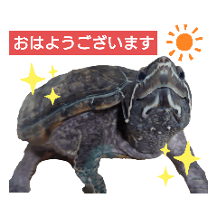 [LINEスタンプ] ミシシッピニオイガメのガメちゃん