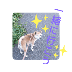 [LINEスタンプ] 柴犬  さくら