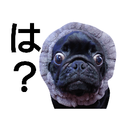 [LINEスタンプ] PUG BILLY