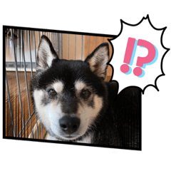 [LINEスタンプ] 黒柴はちべえ4