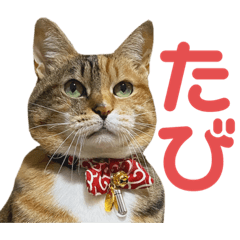 [LINEスタンプ] たびしスタンプ②