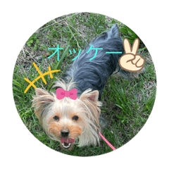 [LINEスタンプ] 愛犬のヨーキースタンプ