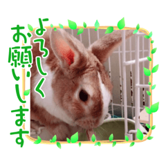 [LINEスタンプ] 我が家にいるうさぎ君