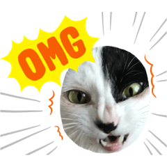 [LINEスタンプ] 猫達のお返事の画像（メイン）