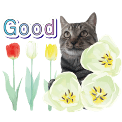 [LINEスタンプ] ファニーなニャンズ 2021 卒業にゃんこ3
