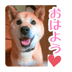 [LINEスタンプ] 犬LOVE！雑種KOROROと柴犬プチだよ♪