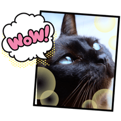 [LINEスタンプ] 我が家の愛猫ジルのスタンプです