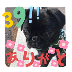 [LINEスタンプ] 黒パグ飴ちゃんの日常パート2