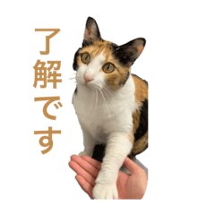[LINEスタンプ] しょちょさんですか！？