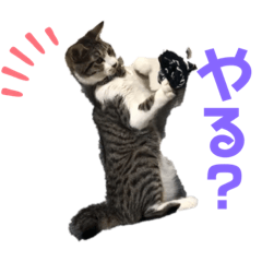 [LINEスタンプ] なちゅひこ2