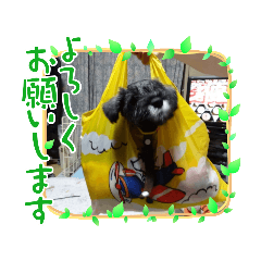 [LINEスタンプ] ラッキーのスタンプ1