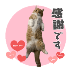 [LINEスタンプ] たいうにスタンプ