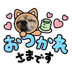 [LINEスタンプ] わんこの使いやすいスタンプ①