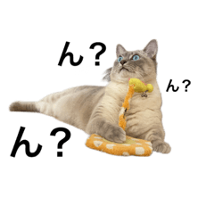 [LINEスタンプ] くらうのスタンプ