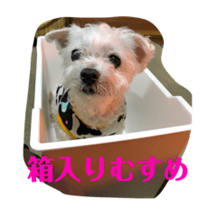 [LINEスタンプ] みょーれちゅ