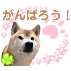 [LINEスタンプ] 柴犬ぎんのスタンプ4