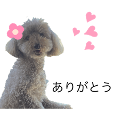 [LINEスタンプ] トイプーのみるくちゃん