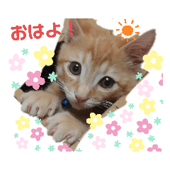 [LINEスタンプ] 茶トラのムク