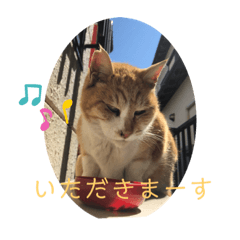 [LINEスタンプ] 野良猫の日常 その2