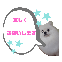 [LINEスタンプ] 白いポメラニアン モコモコモコチャンネル
