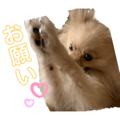[LINEスタンプ] かわいいまめの1日