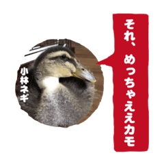 [LINEスタンプ] カモじゃないカモ