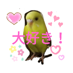 [LINEスタンプ] 黄色セキセイインコ《小夏ちゃん》