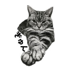[LINEスタンプ] 愛しのしまちゃん