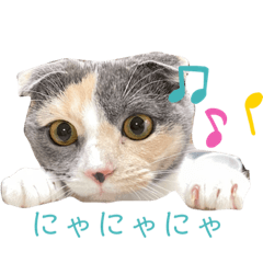 [LINEスタンプ] 三毛猫キャンディ その1